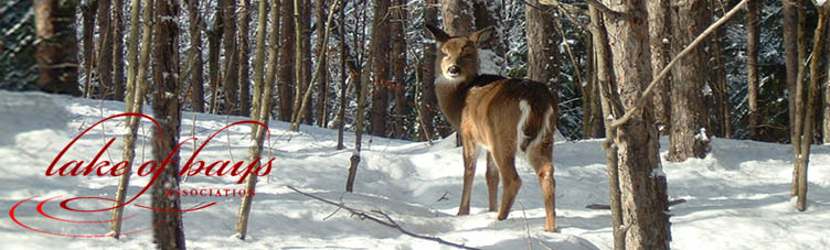 Go to the LOBA homepage