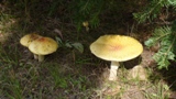 131